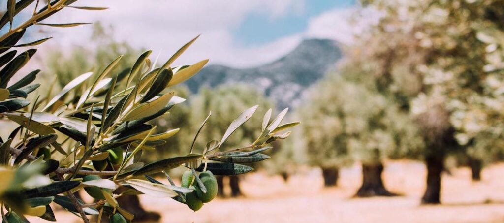 &Olives Travel is ontstaan tijdens de Covid-19-periode in 2020 vanuit Isropa Reizen