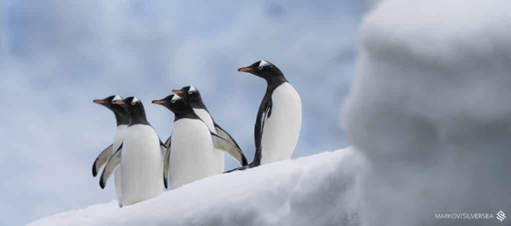 Antartica