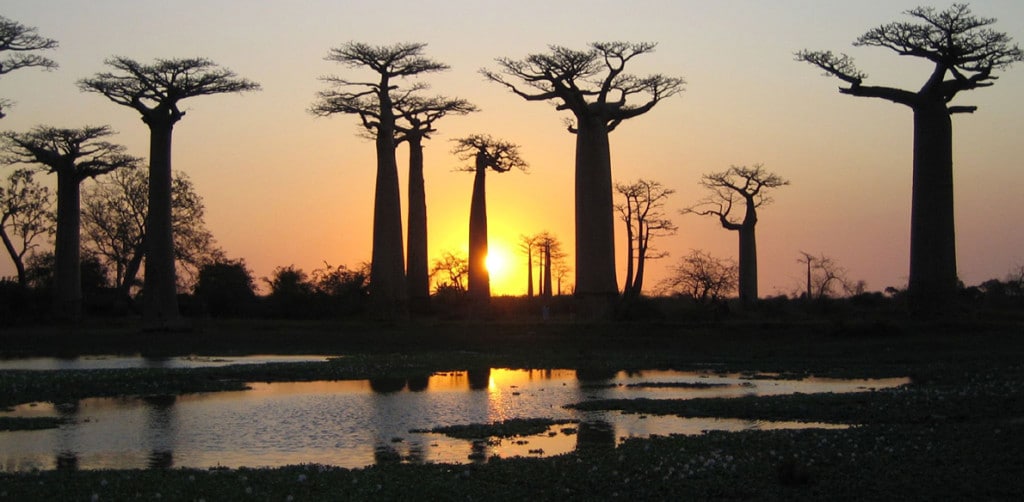 Reismerken Sawadee en Baobab samen verder