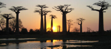 Reismerken Sawadee en Baobab samen verder