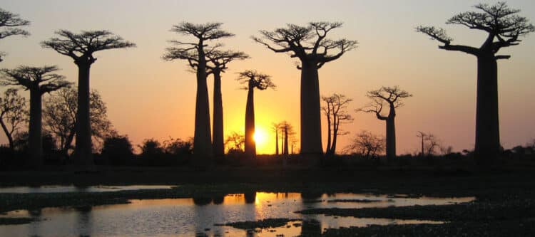 Reismerken Sawadee en Baobab samen verder