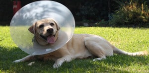 hond_web