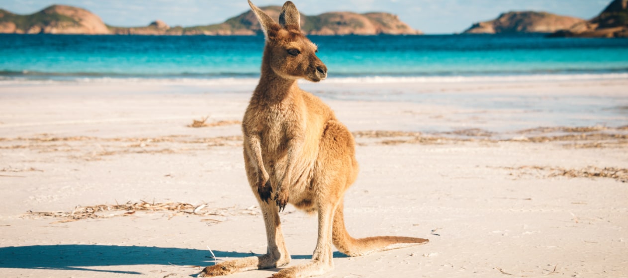 Oceania is new at Avila Reizen