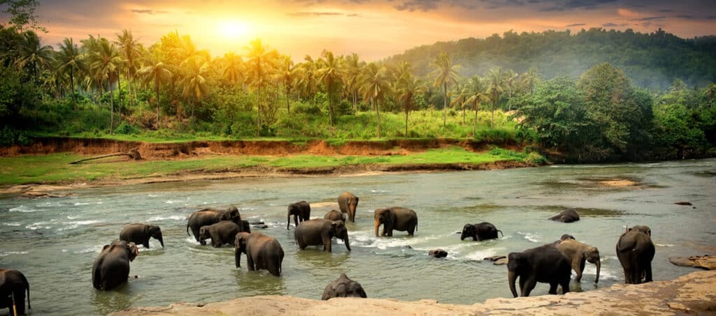 Kudde olifanten baden in de jungle rivier van Sri Lanka